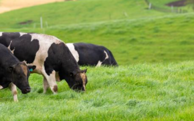 Spring Pasture Management