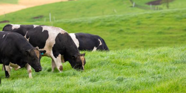 Spring Pasture Management