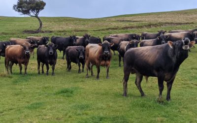 Looking after the Lads – Bulls, bulls, bulls!